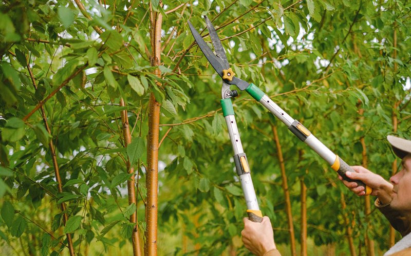 Tree trimming in Valley, NE